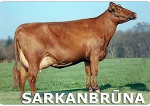 Apmatojuma pamatkrāsa liellopiem