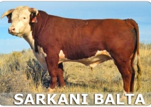 Apmatojuma pamatkrāsa liellopiem