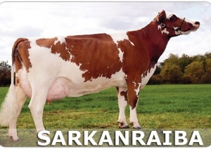 Apmatojuma pamatkrāsa liellopiem