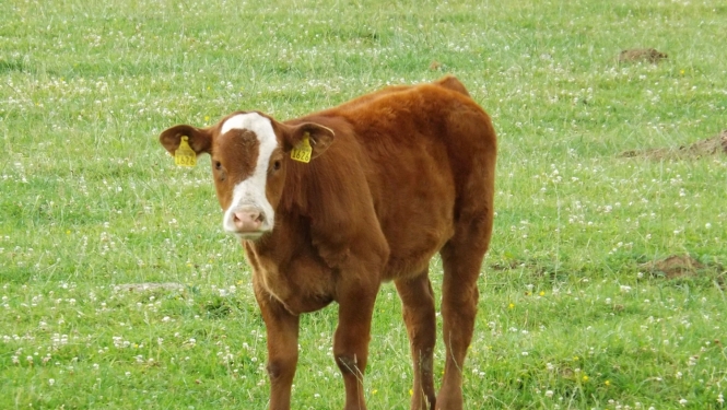 Brūns teliņš zaļā pļavā
