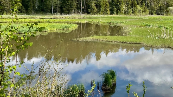 Mitrājs ar atklātu ūdeni, zālaugiem, fonā krūmu josla