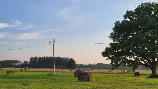 Lauku skats ar pļavu, kurā stāv siena ruļļi, elektrolīniju uz kuras sēž divi stārķi un koku labajā malā