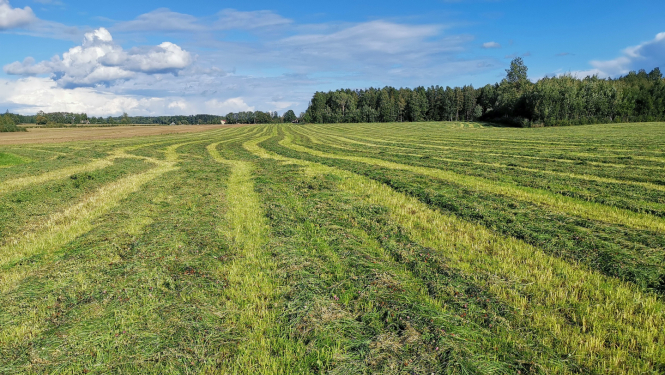 Svaigi nopļauta siena pļava