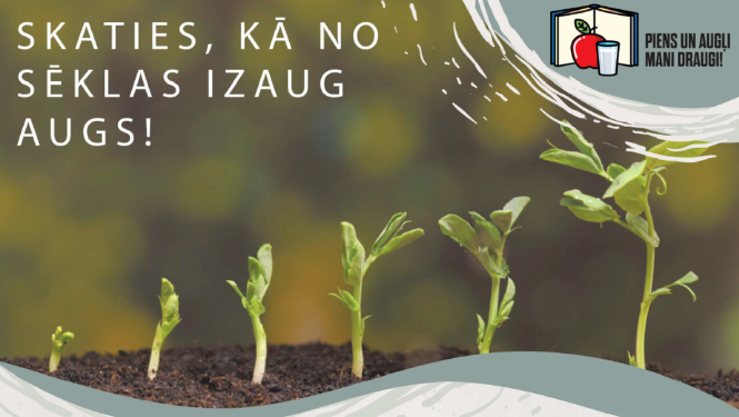 Aug zirņi