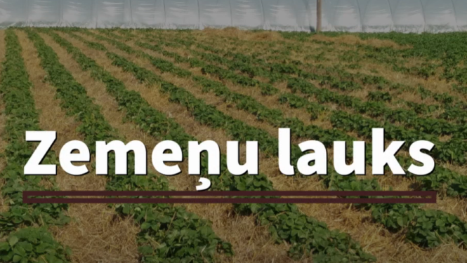 Zemeņu lauks