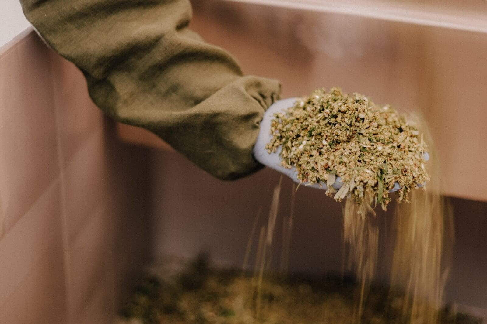 Pro Natural tēju apstrādes process
