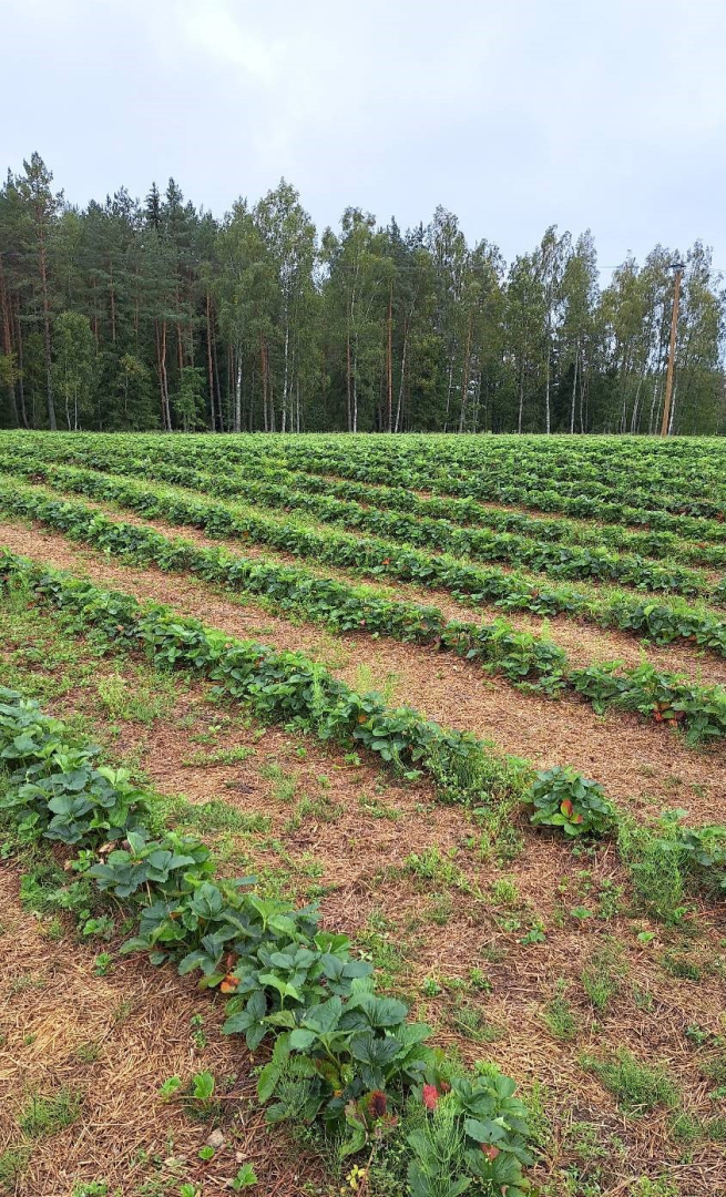 ZS Baiciems zemeņu lauks