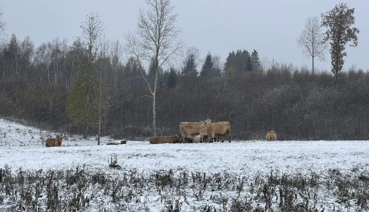 Gaļas liellopi ganībās ziemā