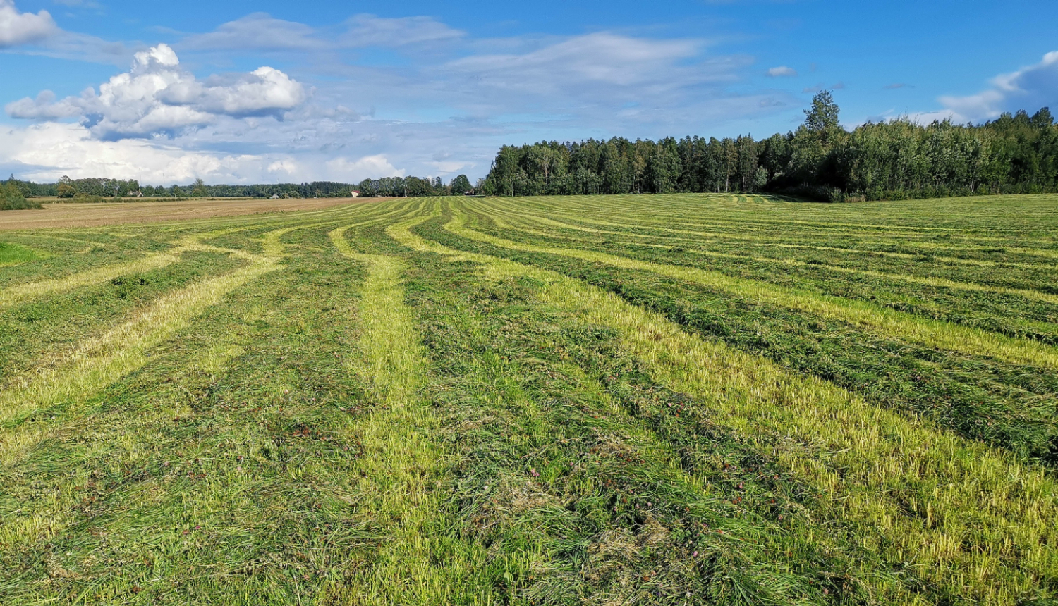 Svaigi nopļauta siena pļava