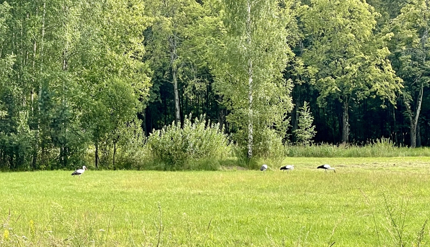3 stārķi ganās zaļā pļavā, fonā zaļa koku krūmu josla