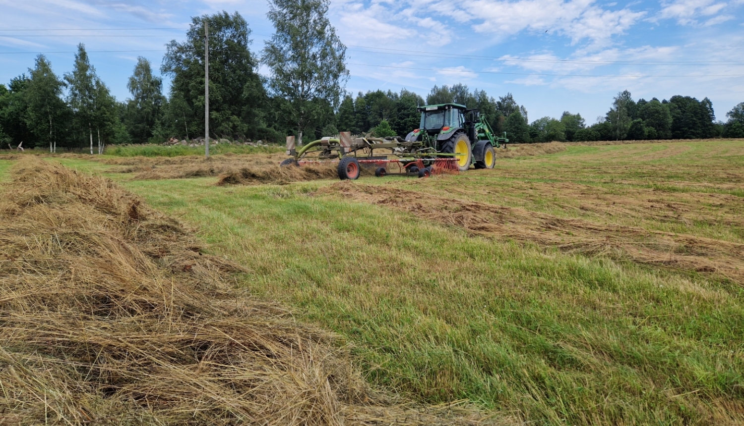 Traktors siena pļavā vālo sienu