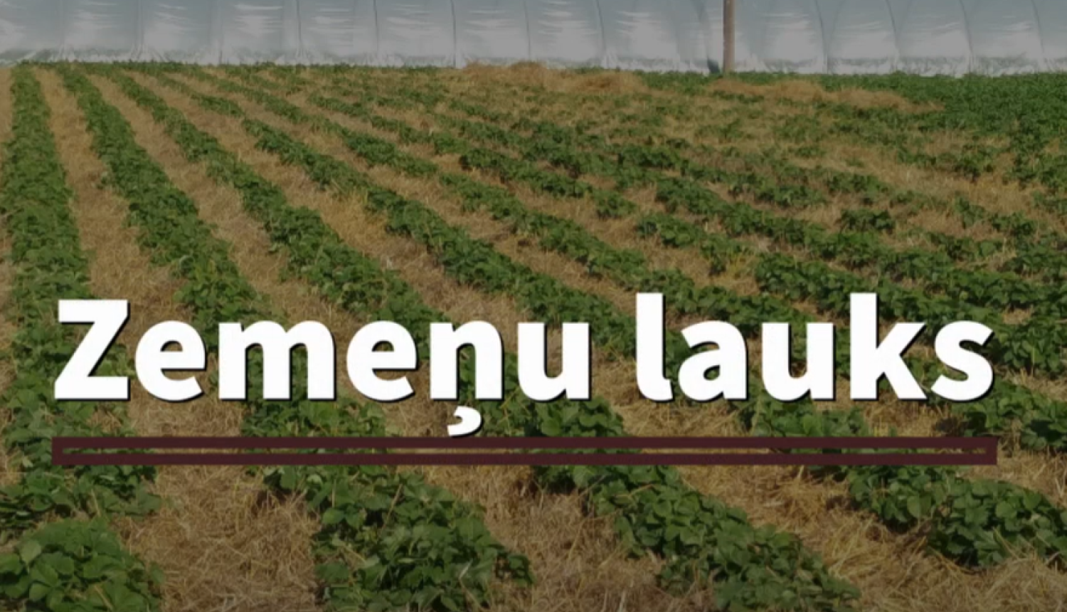 Zemeņu lauks