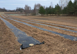 ar melnu plēvi pārklātas vagas, kas stiepjas tālumā, apkārt tām brūna zeme, tālumā koku un krūmu josla