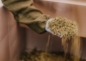 Pro Natural tēju apstrādes process