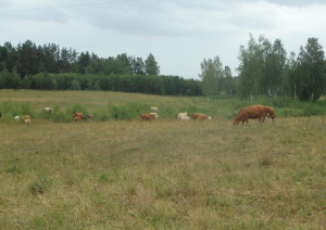vairākas brūnas govis pļavā, fonā krūmu josla