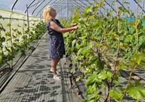 Vīnogu stādi tuneļa veida siltumnīcā, pie vīnogām stāv sieviete
