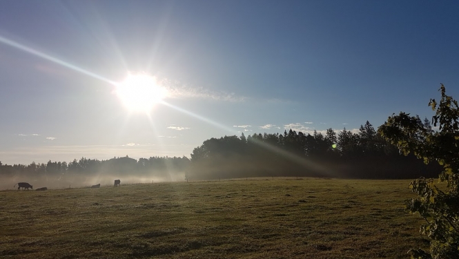 Saules apspīdēta pļava un lauks.