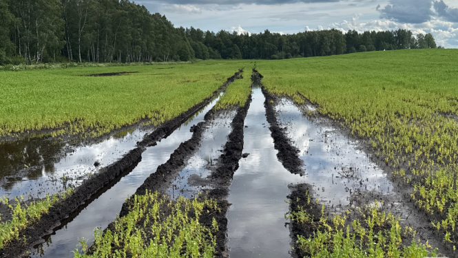 Applūdis lauks ar izbrauktām tehnikas vagām, kurās stāv ūdens. Lauks klāts ar daļēji augošiem kultūraugiem, iespējams, zirņiem vai pupiņām. Fonā redzama meža mala ar bērziem un citiem kokiem, kā arī apmācies debesjums ar draudošiem lietus mākoņiem.