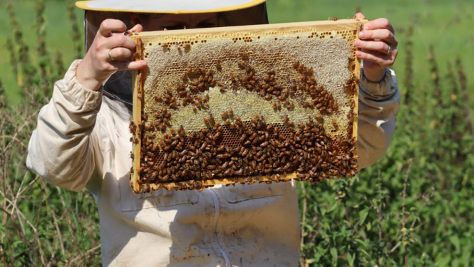 Bitenieks baltā apģērbā tur medus kāri