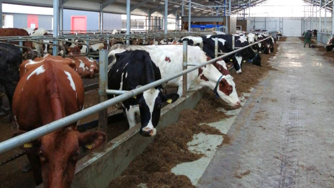 Jaunuzbūvēta govju kūts no iekšpuses ar govīm