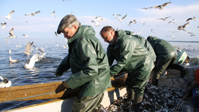 Trīs zvejnieki laivā ceļ iekšā tīklus ar zivīm