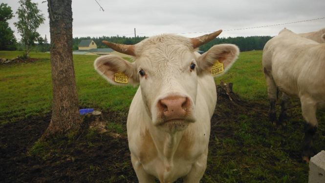 Gaiša govs skatās uz fotogrāfu, fonā zaļa pļava, koks un tālumā māja