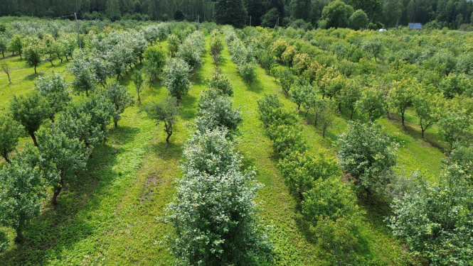 Ābeļdārza koku rindas no drona skata vasarā