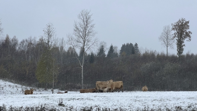 Gaļas liellopi ganībās ziemā
