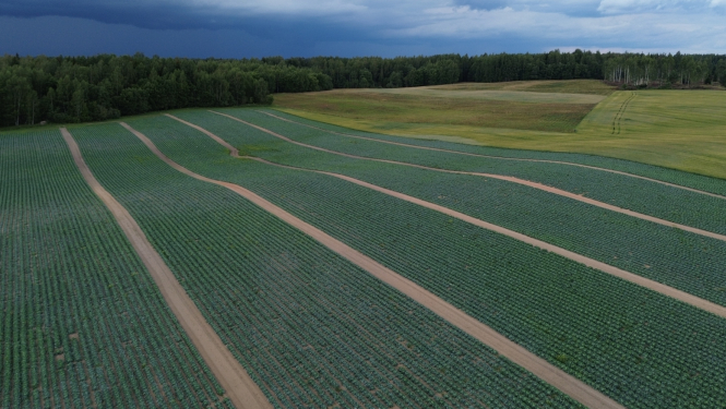 Kāpostu lauka joslas no drona lidojuma, fonā mežs un apmākušās debesis