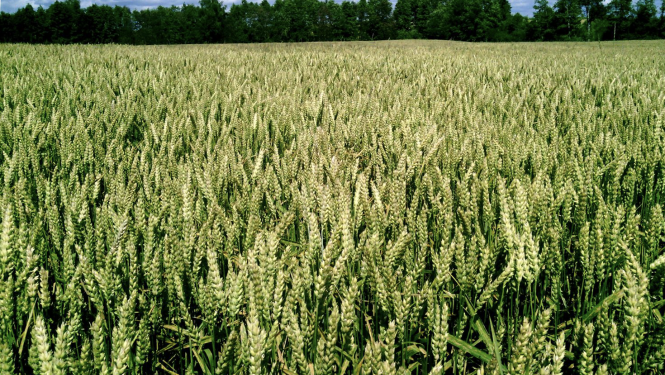 Zaļgans kviešu lauks ar vārpām un tumšu koku zonu tālumā