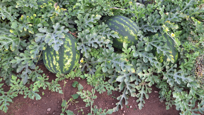 trīs arbūzi starp lapām uz zemes