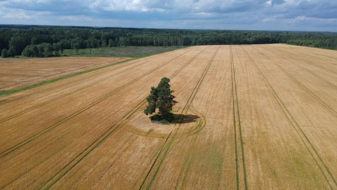 Labības lauka ar vienu koku pa vidu no drona lidojuma