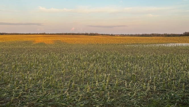 Lauks pēc krusas
