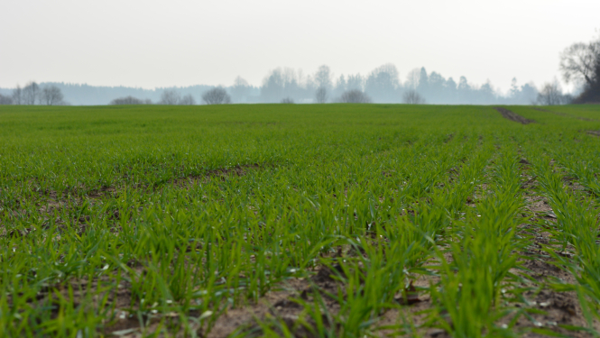 Zaļš ziemāju lauks vēlā rudenī ar miglainu krūmu zonu tālumā