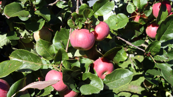 10 sarkani āboli ābelē strap zaļām lapām