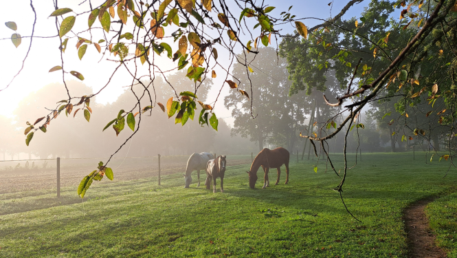 3 zirgi stāv un ēd aplokā miglainā rudenīgā rītā