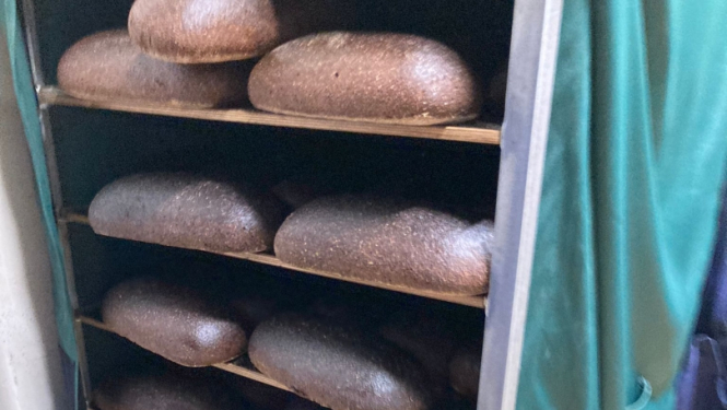 Rudzu maize ceptuves plauktā