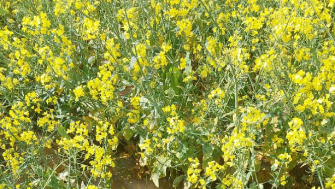Rapša lauks ar dzelteniem ziediem un pamanāmu ūdens uzkrāšanos priekšplānā