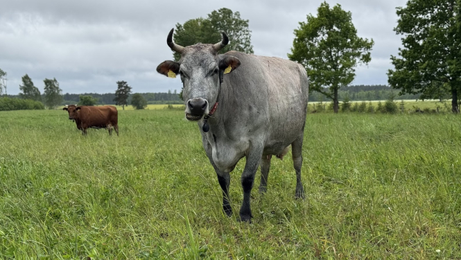 Brūnā un zilā govs ganībās