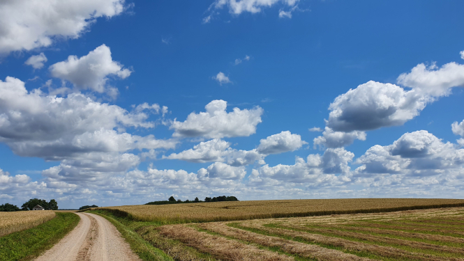 Lauku ainava ar līkumotu zemes ceļu, kas ved cauri labības laukiem.