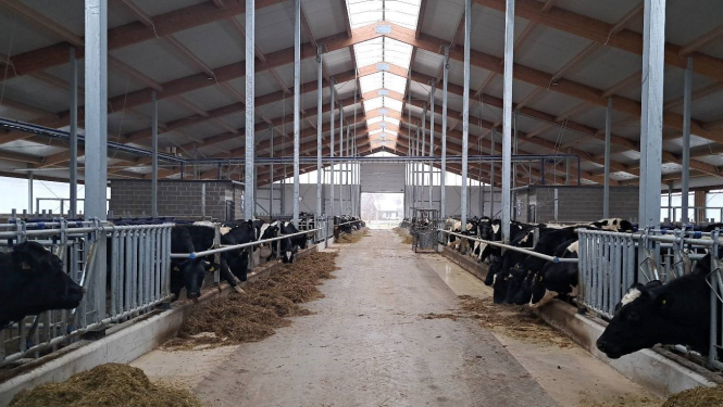 ZS Ciemiņi jaunā govju kūts no iekšpuses