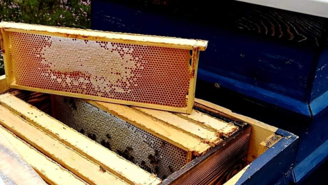 Atvērts bišu strops ar medus stendiem