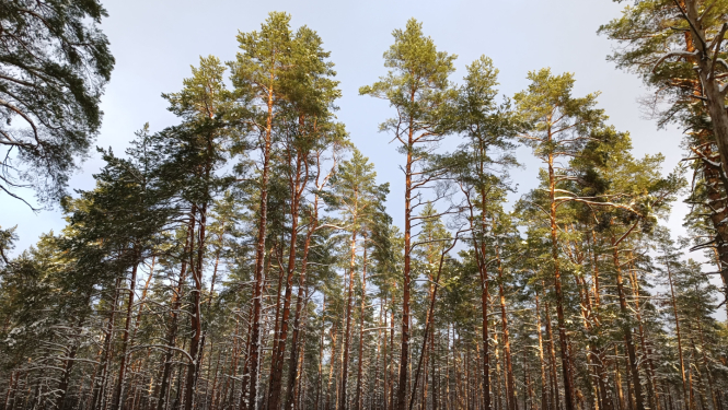 Priežu mežs ziemā