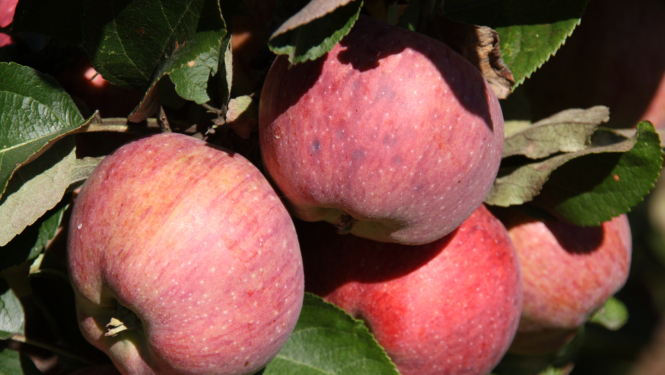 daudz sarkani āboli karājas abeles zaros