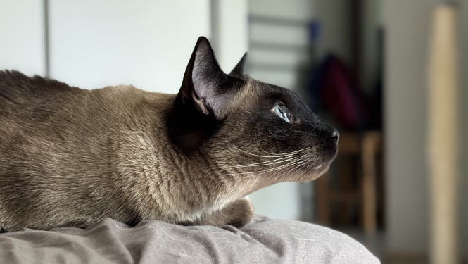 Siāmas tipa kaķa portrets no sāna