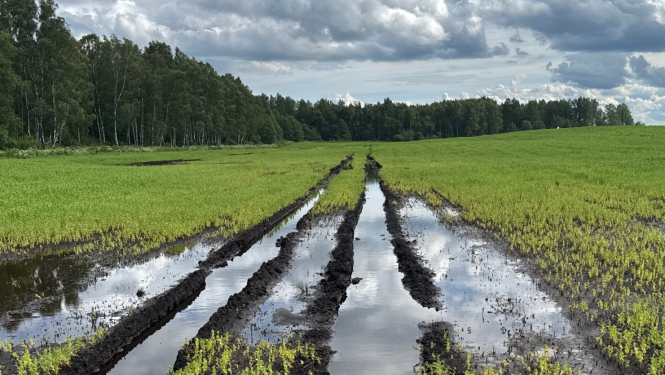 Applūdis lauks ar izbrauktām tehnikas vagām, kurās stāv ūdens. Lauks klāts ar daļēji augošiem kultūraugiem, iespējams, zirņiem vai pupiņām. Fonā redzama meža mala ar bērziem un citiem kokiem, kā arī apmācies debesjums ar draudošiem lietus mākoņiem.