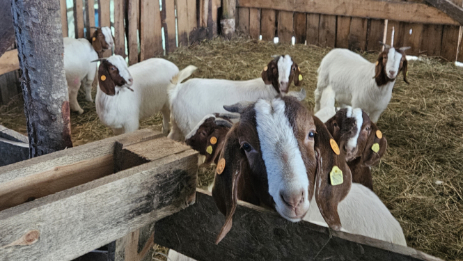 SIA Lubejas kazas kūtī