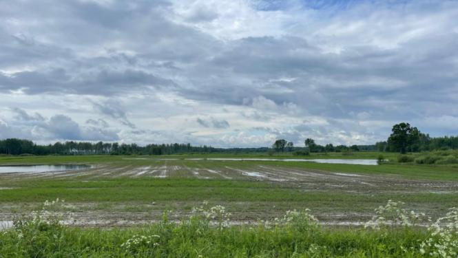 Lietavās applūdis tīrums ar skatu no ceļa