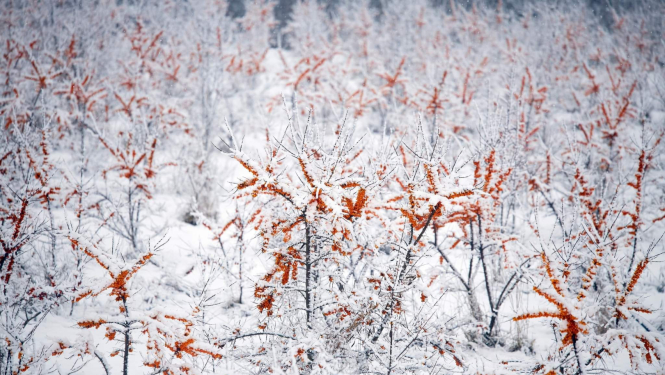 Smiltsērkšķu dārzs sniegotā ziemā