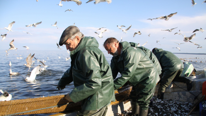 Trīs zvejnieki laivā ceļ iekšā tīklus ar zivīm
